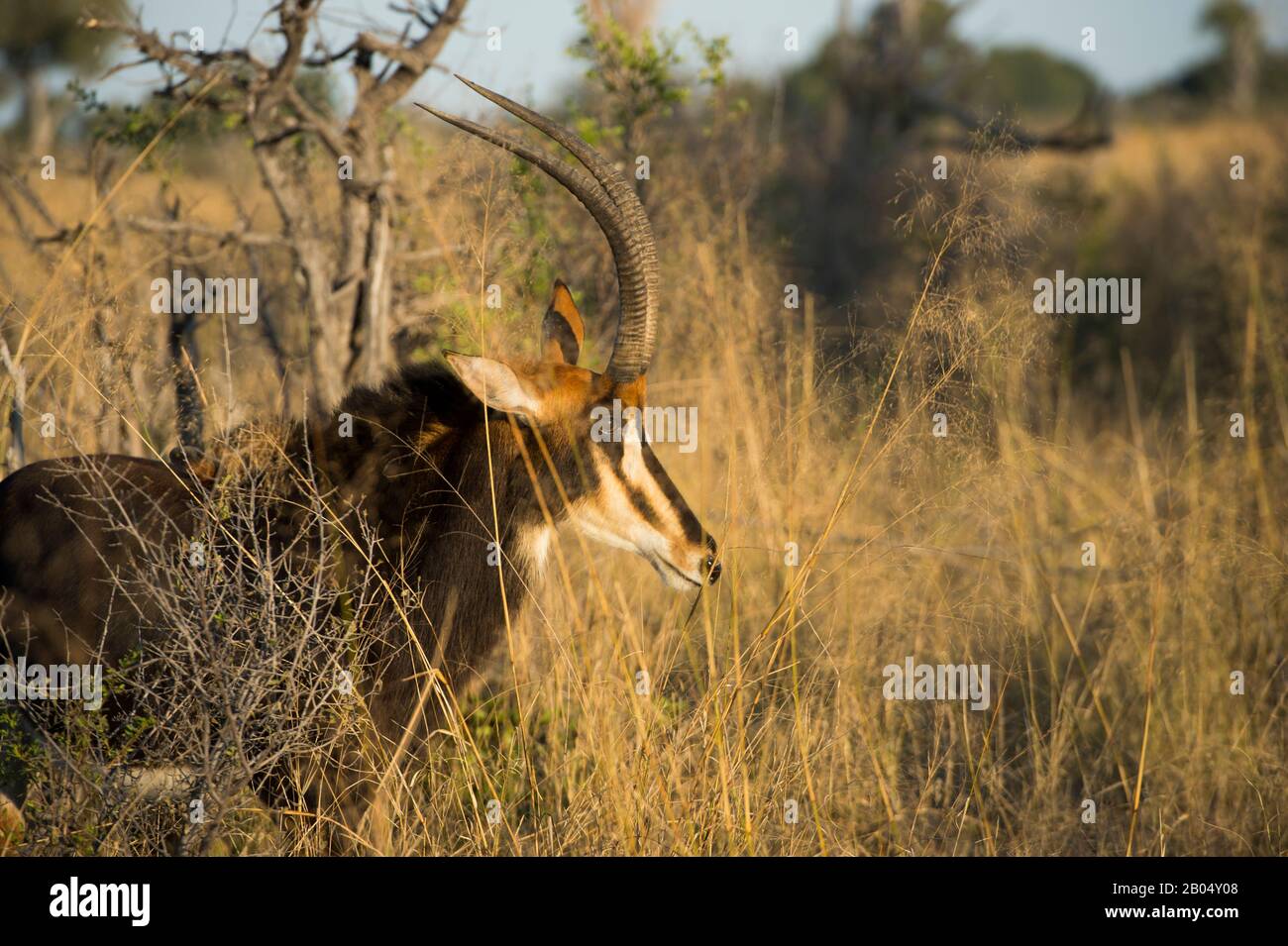 Ein dominantes Sable Antilope (Hippotragus niger) Männchen auf den Vumbura Plains im Okavango-Delta im nördlichen Teil Botswanas. Stockfoto