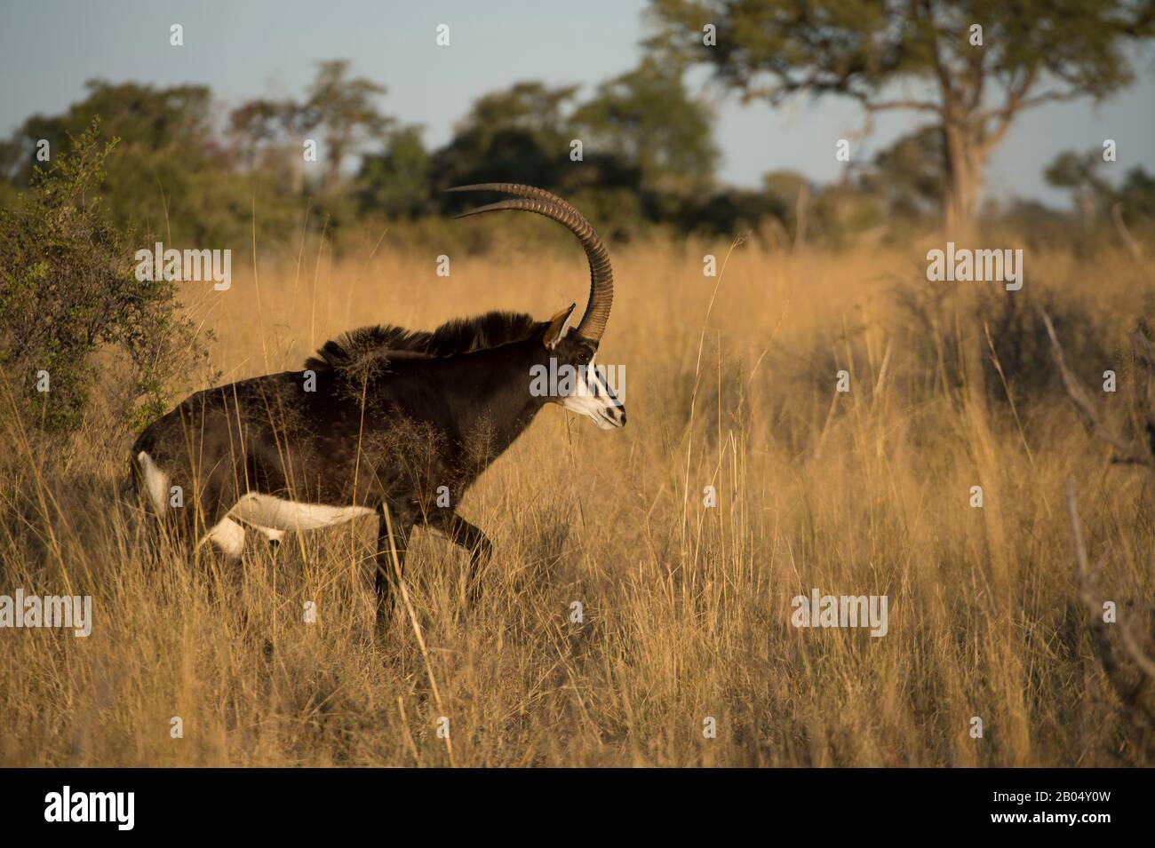 Ein dominantes Sable Antilope (Hippotragus niger) Männchen auf den Vumbura Plains im Okavango-Delta im nördlichen Teil Botswanas. Stockfoto