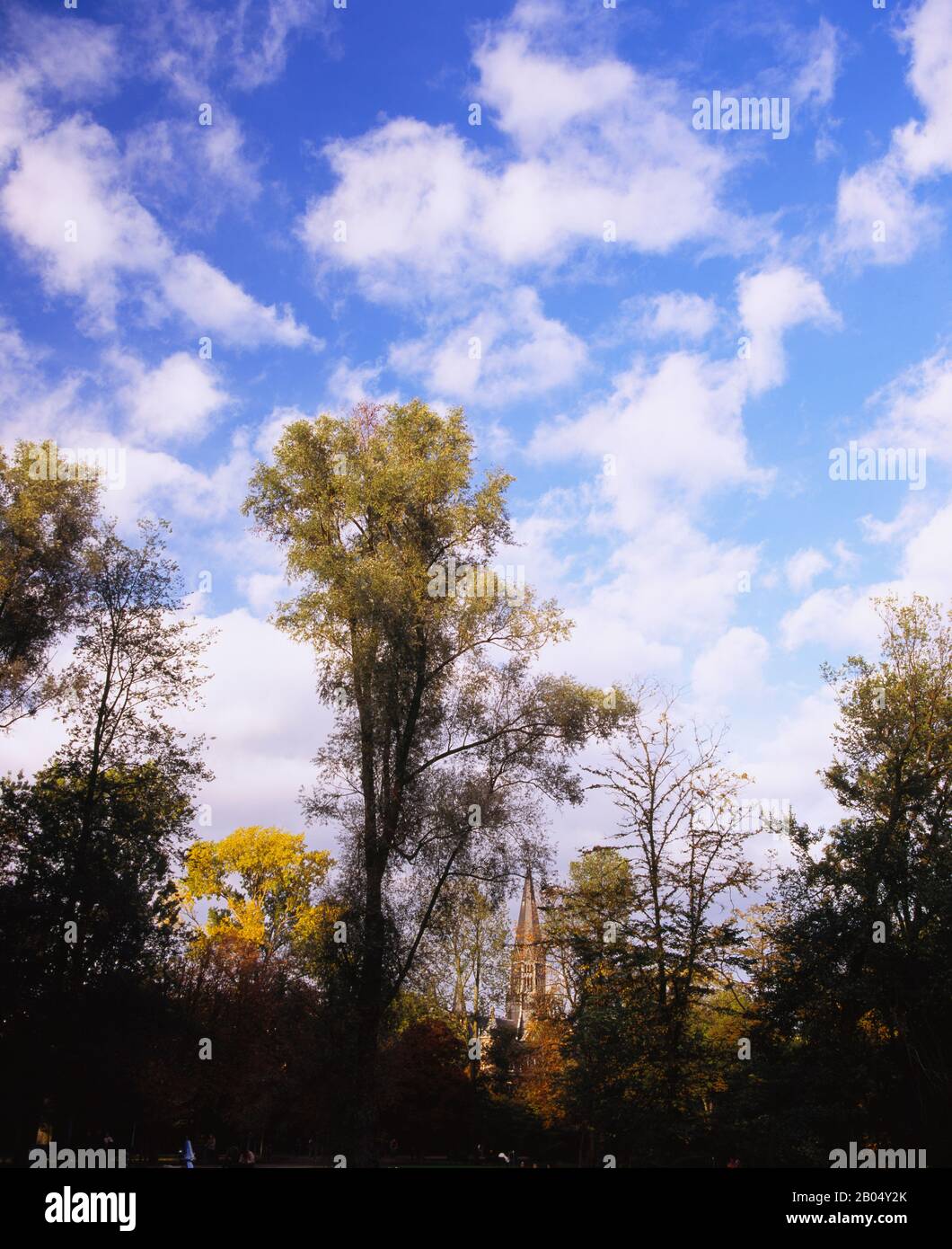 Blick auf die Bäume in einem Park, Vondelpark, Amsterdam, Niederlande Stockfoto