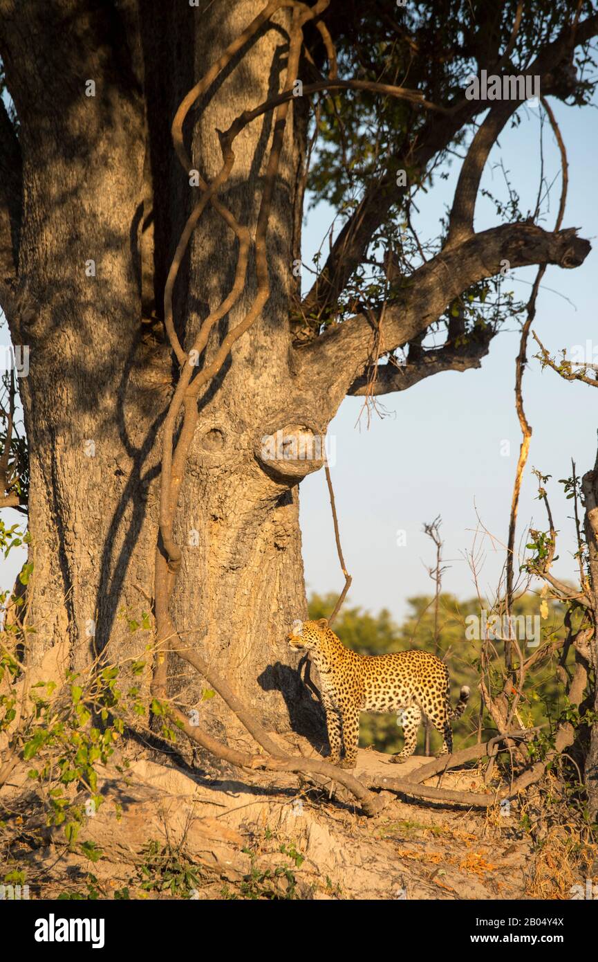 Ein Leopard (Panthera pardus) geht durch Büsche und sucht in der Nähe der Vumbura Plains im Okavango-Delta im nördlichen Teil Botswanas. Stockfoto