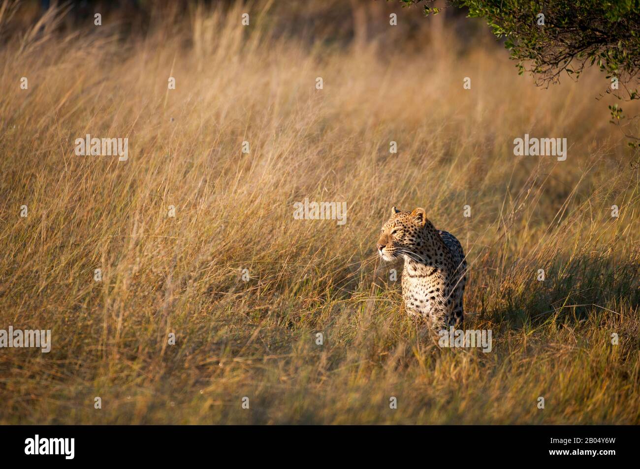 Ein Leopard (Panthera pardus) geht durch Grasland und sucht in der Nähe der Vumbura Plains im Okavango-Delta im nördlichen Teil Botswanas. Stockfoto