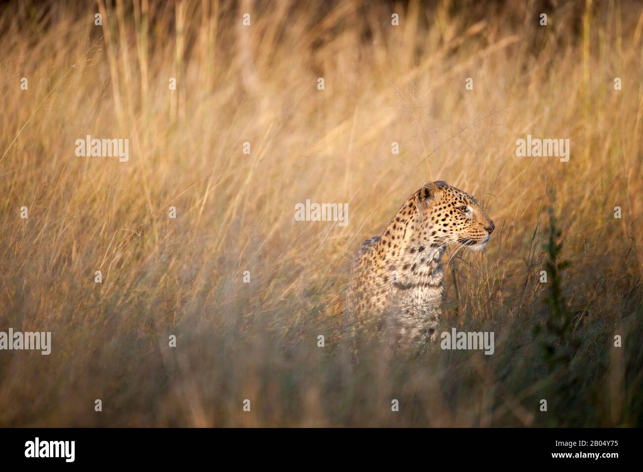 Ein Leopard (Panthera pardus) geht durch Grasland und sucht in der Nähe der Vumbura Plains im Okavango-Delta im nördlichen Teil Botswanas. Stockfoto