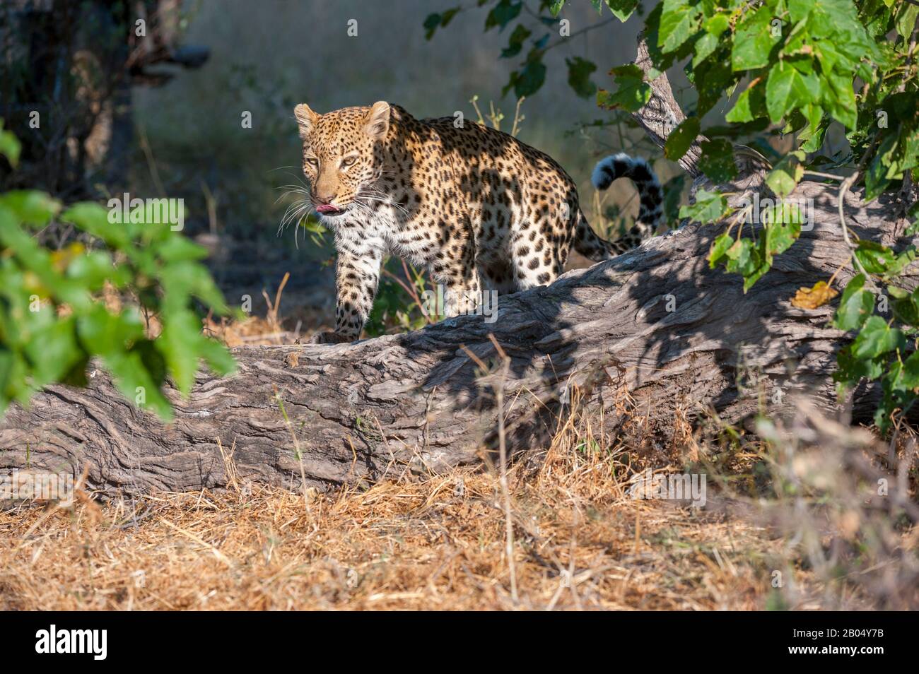 Ein Leopard (Panthera pardus) geht durch Büsche und sucht in der Nähe der Vumbura Plains im Okavango-Delta im nördlichen Teil Botswanas. Stockfoto