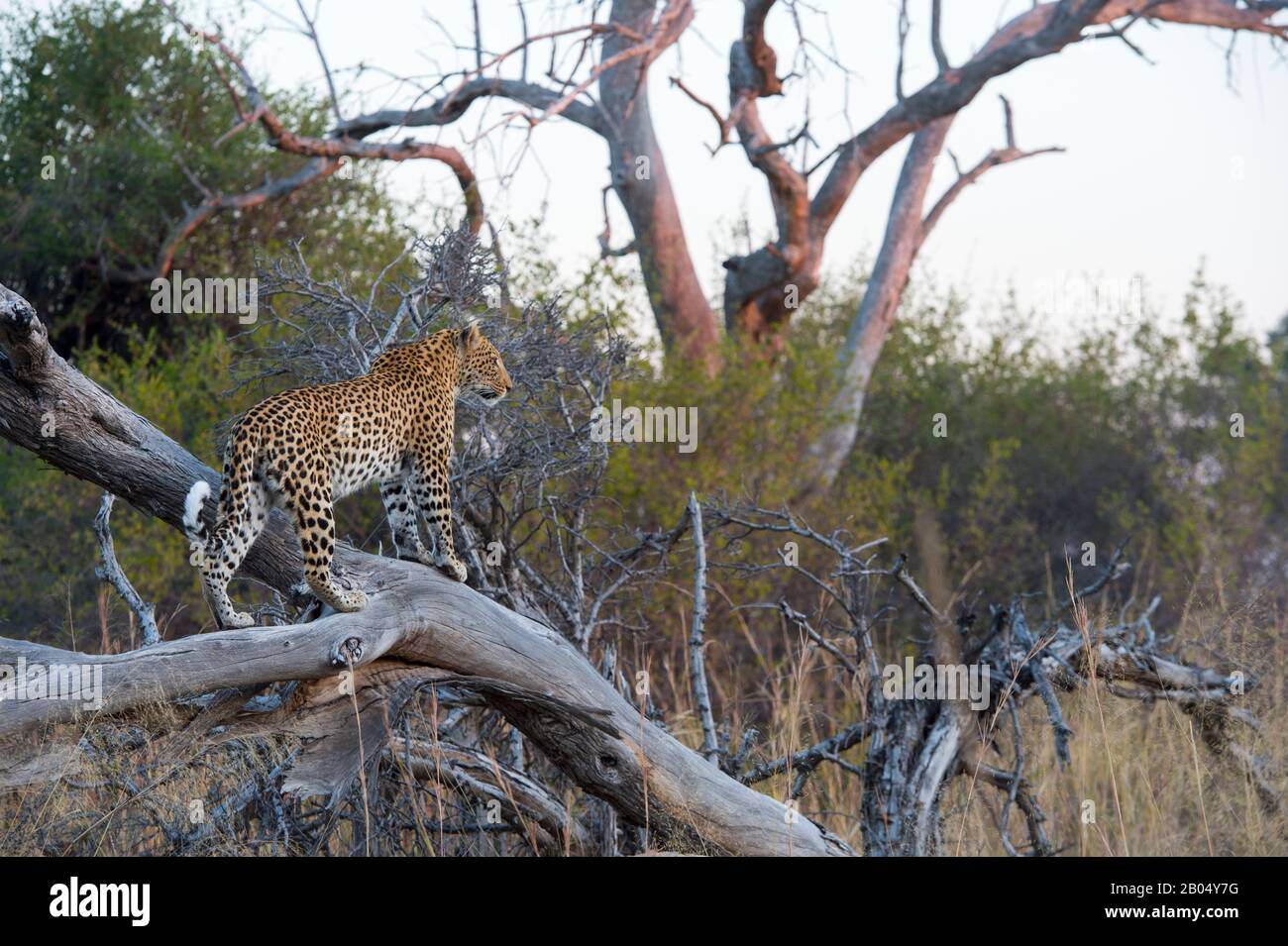 Ein Leopard (Panthera pardus) geht durch Büsche und sucht in der Nähe der Vumbura Plains im Okavango-Delta im nördlichen Teil Botswanas. Stockfoto