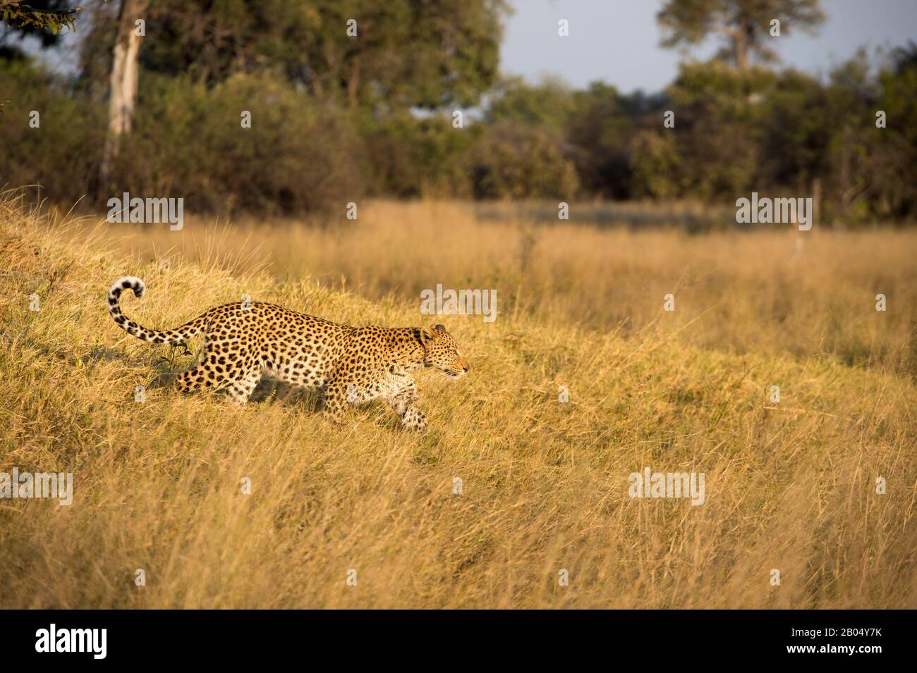Ein Leopard (Panthera pardus) geht durch Grasland und sucht in der Nähe der Vumbura Plains im Okavango-Delta im nördlichen Teil Botswanas. Stockfoto