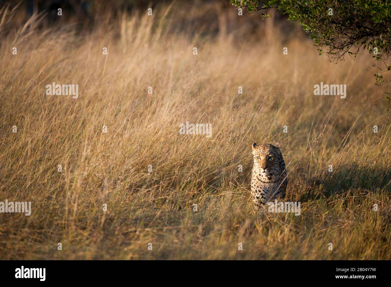 Ein Leopard (Panthera pardus) geht durch Grasland und sucht in der Nähe der Vumbura Plains im Okavango-Delta im nördlichen Teil Botswanas. Stockfoto