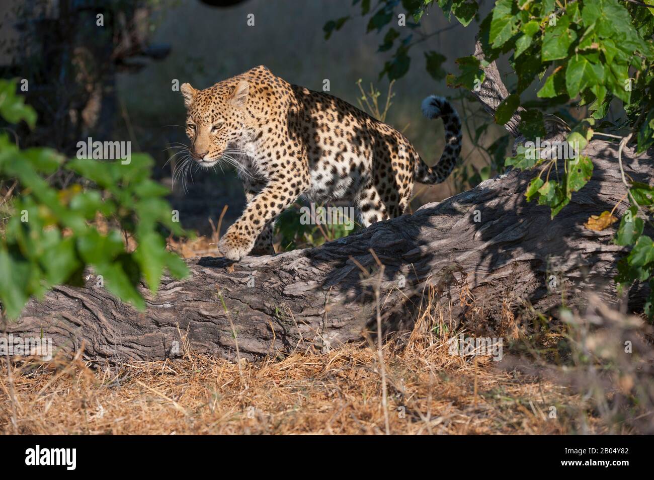 Ein Leopard (Panthera pardus) geht durch Büsche und sucht in der Nähe der Vumbura Plains im Okavango-Delta im nördlichen Teil Botswanas. Stockfoto