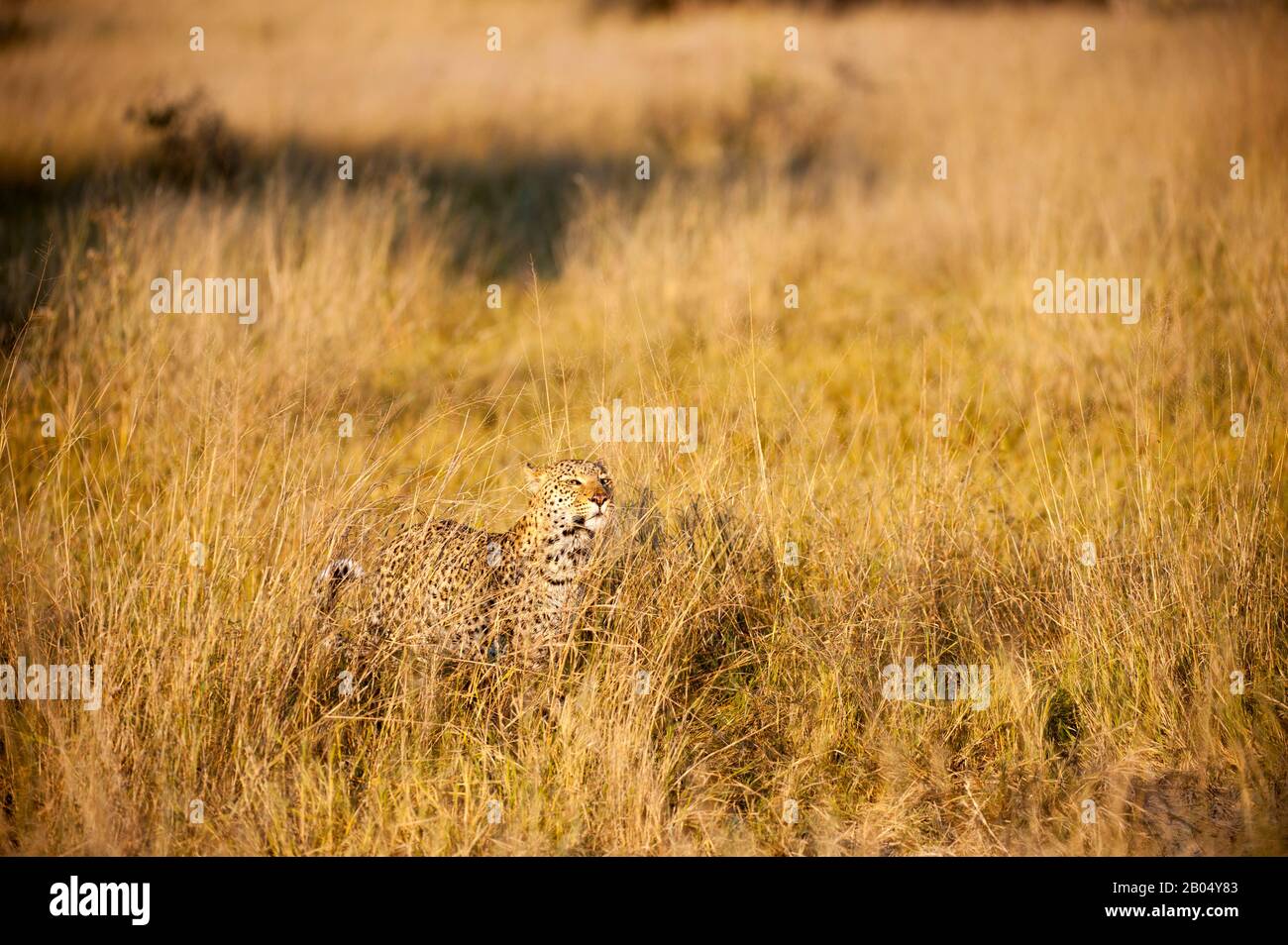 Ein Leopard (Panthera pardus) geht durch Grasland und sucht in der Nähe der Vumbura Plains im Okavango-Delta im nördlichen Teil Botswanas. Stockfoto