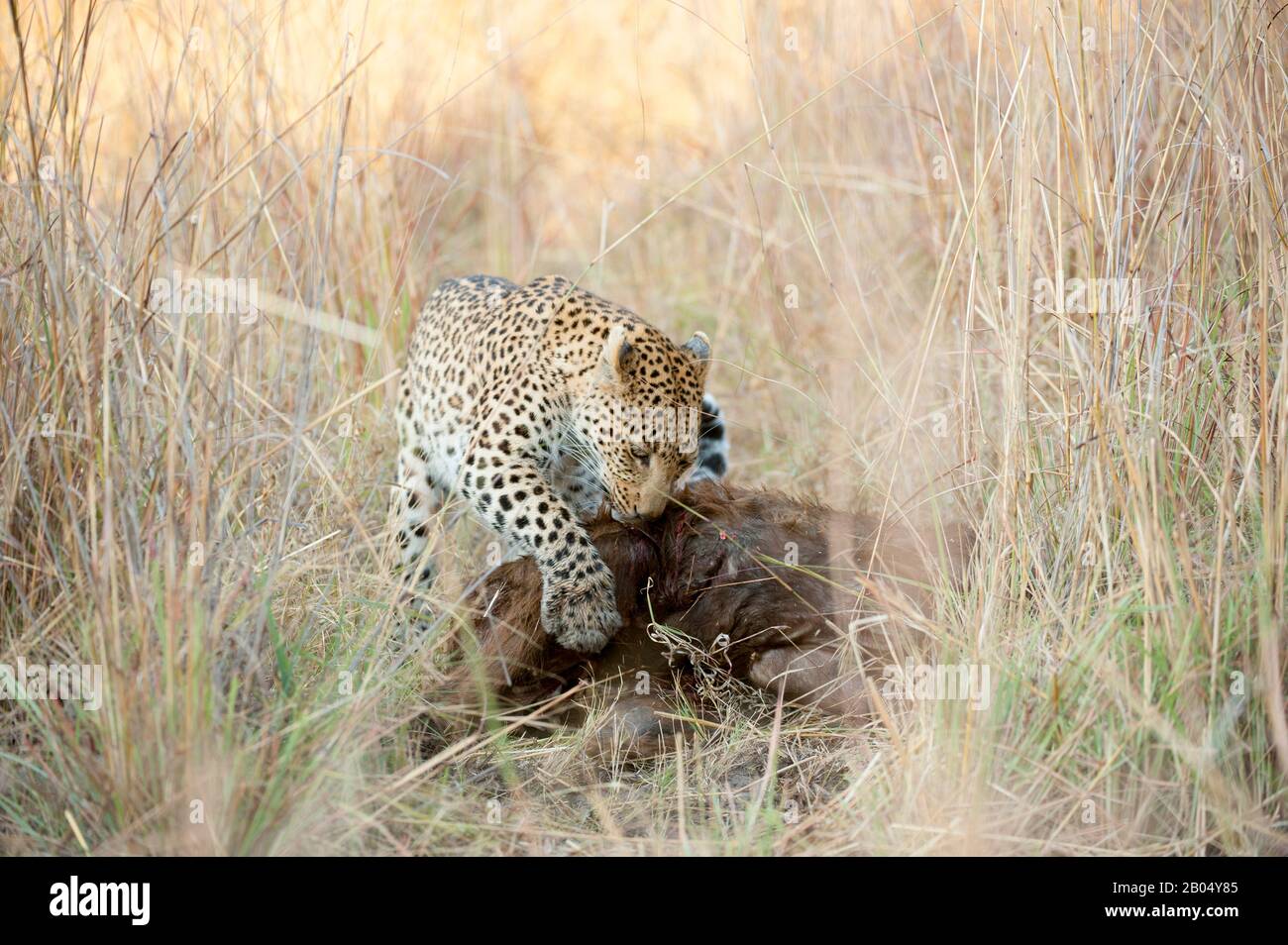 Ein Leopard (Panthera pardus) ernährt sich von einem Kapbüffelkalb in der Nähe der Vumbura Plains im Okavango-Delta im nördlichen Teil Botswanas. Stockfoto