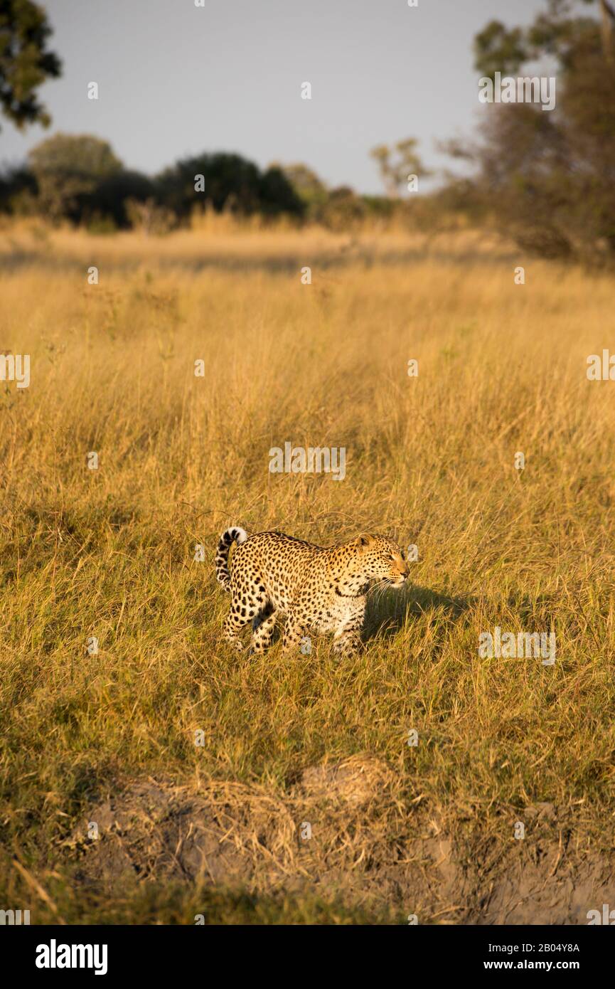 Ein Leopard (Panthera pardus) geht durch Grasland und sucht in der Nähe der Vumbura Plains im Okavango-Delta im nördlichen Teil Botswanas. Stockfoto