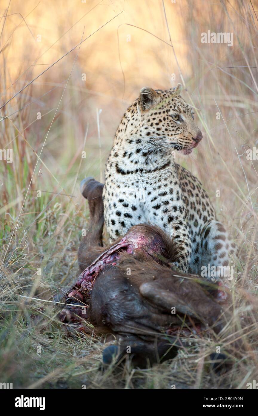 Ein Leopard (Panthera pardus) ernährt sich von einem Kapbüffelkalb in der Nähe der Vumbura Plains im Okavango-Delta im nördlichen Teil Botswanas. Stockfoto