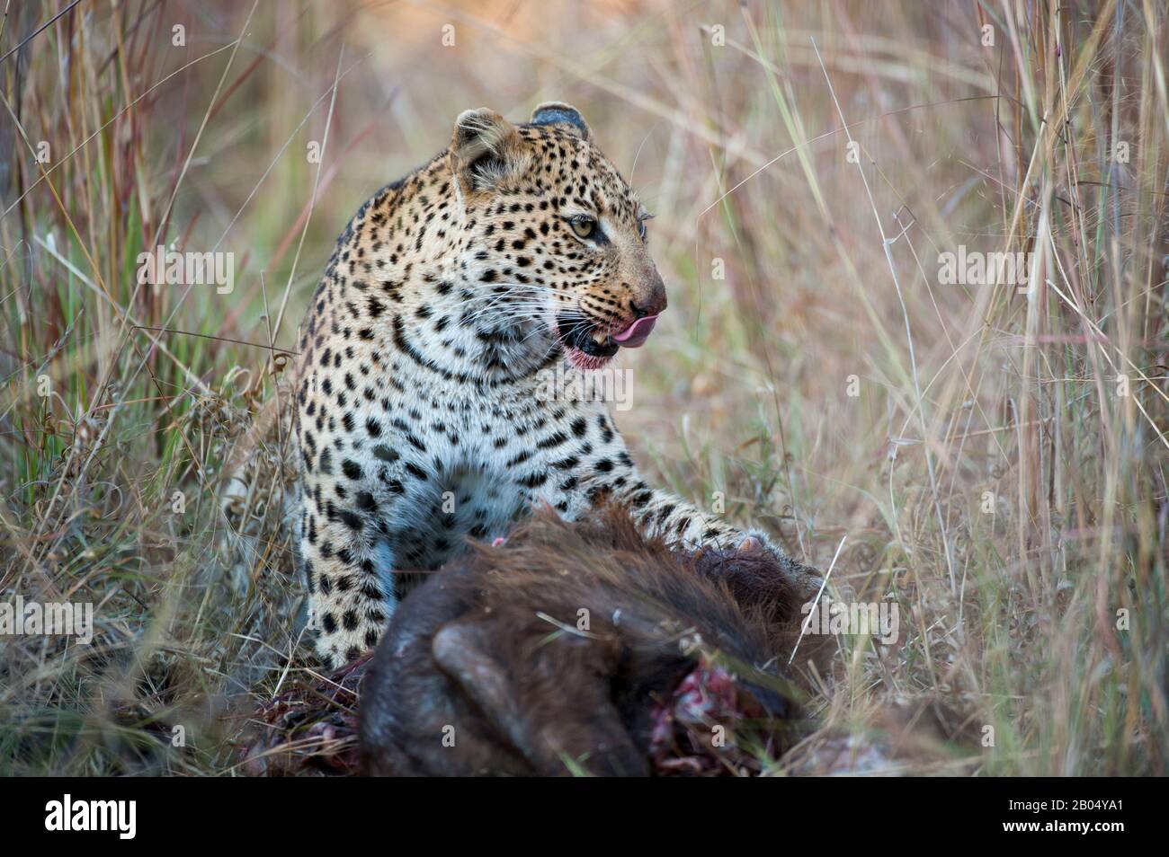 Ein Leopard (Panthera pardus) ernährt sich von einem Kapbüffelkalb in der Nähe der Vumbura Plains im Okavango-Delta im nördlichen Teil Botswanas. Stockfoto