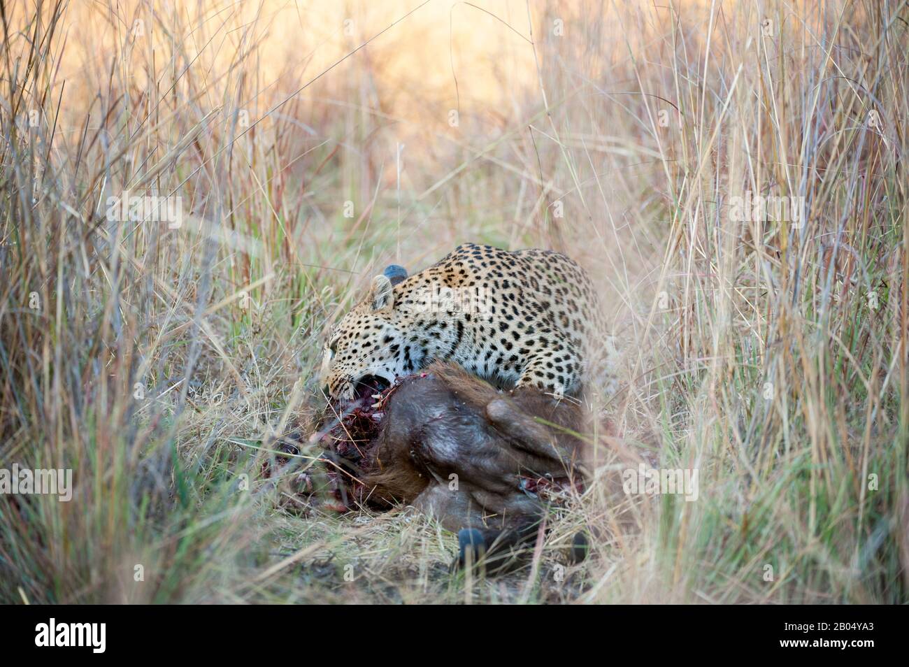 Ein Leopard (Panthera pardus) ernährt sich von einem Kapbüffelkalb in der Nähe der Vumbura Plains im Okavango-Delta im nördlichen Teil Botswanas. Stockfoto