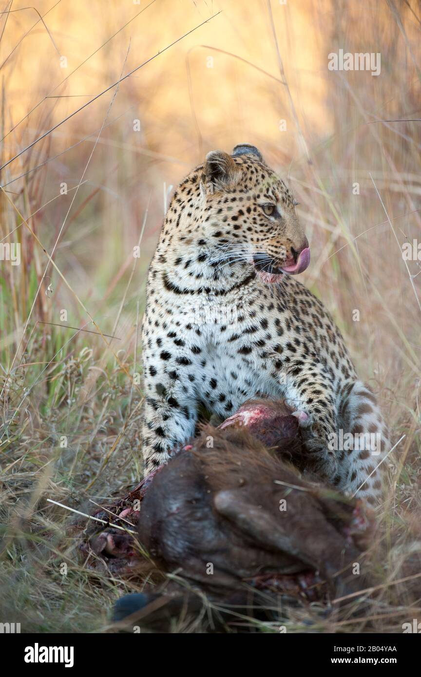 Ein Leopard (Panthera pardus) ernährt sich von einem Kapbüffelkalb in der Nähe der Vumbura Plains im Okavango-Delta im nördlichen Teil Botswanas. Stockfoto