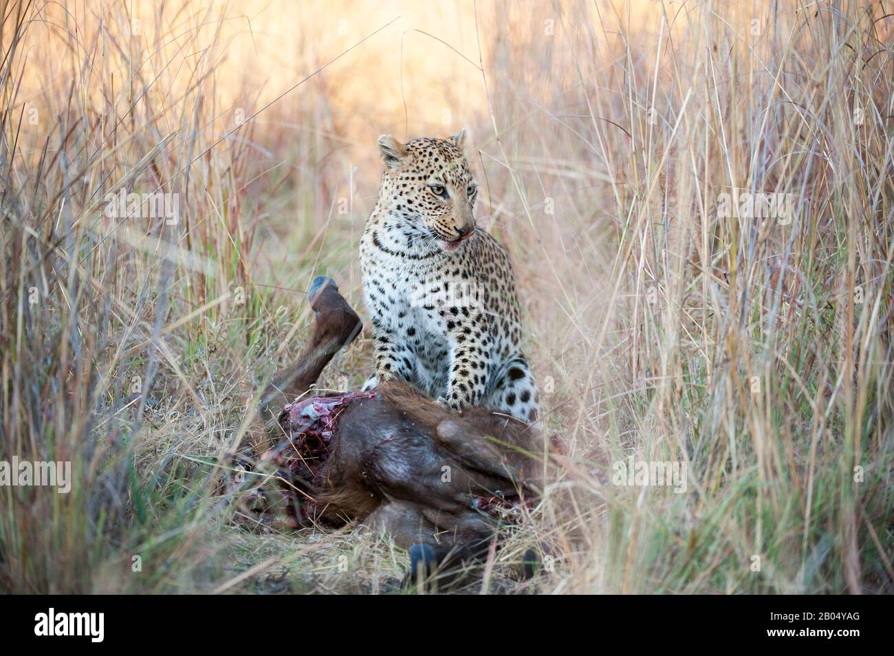 Ein Leopard (Panthera pardus) ernährt sich von einem Kapbüffelkalb in der Nähe der Vumbura Plains im Okavango-Delta im nördlichen Teil Botswanas. Stockfoto
