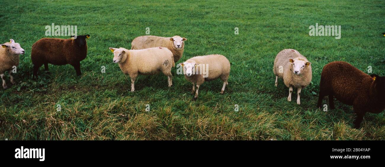 Hochwinkeliger Blick auf eine Gruppe von Schafen, die auf einem Feld, Niederlande, weiden Stockfoto
