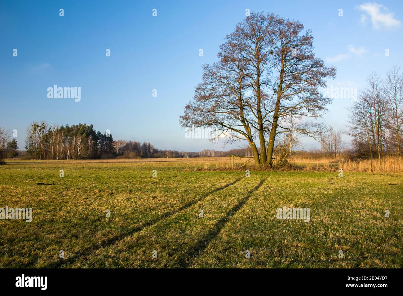 Spuren von Rädern auf grüner Wiese, Baum und klarem blauen Himmel Stockfoto