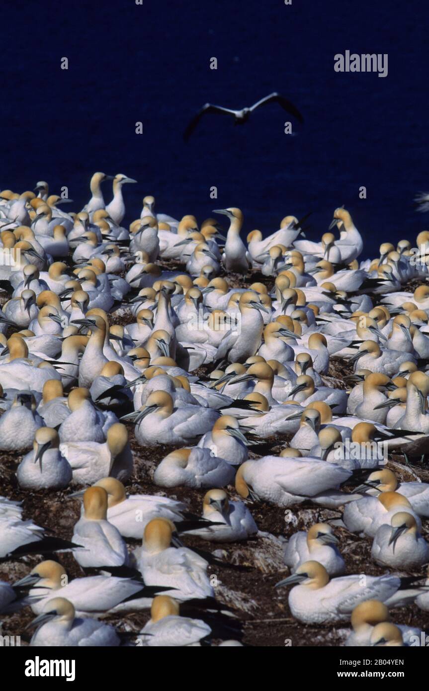 KANADA, QUEBEC, GASPE, INSEL BONAVENTURE, KOLONIE GANNET, BRUTVÖGEL Stockfoto