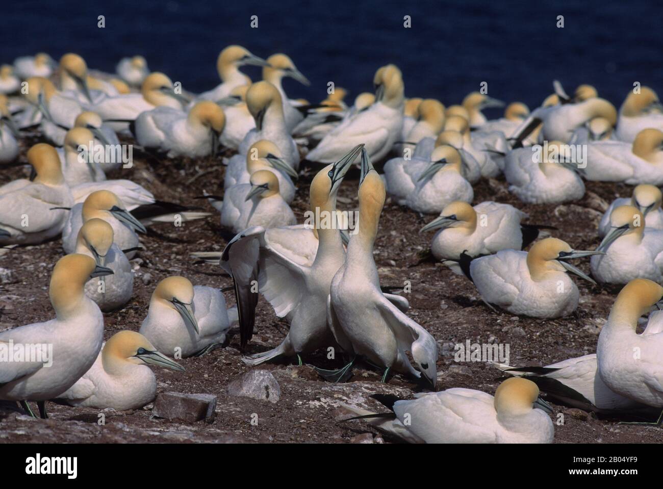 KANADA, QUEBEC, GASPE, INSEL BONAVENTURE, KOLONIE GANNET, PAARFECHTEN Stockfoto