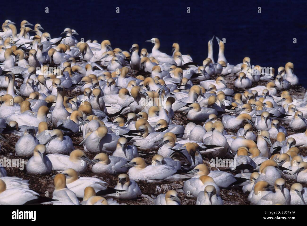 KANADA, QUEBEC, GASPE, INSEL BONAVENTURE, KOLONIE GANNET, BRUTVÖGEL Stockfoto