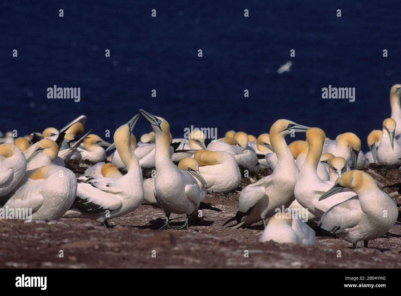 KANADA, QUEBEC, GASPE, INSEL BONAVENTURE, KOLONIE GANNET Stockfoto