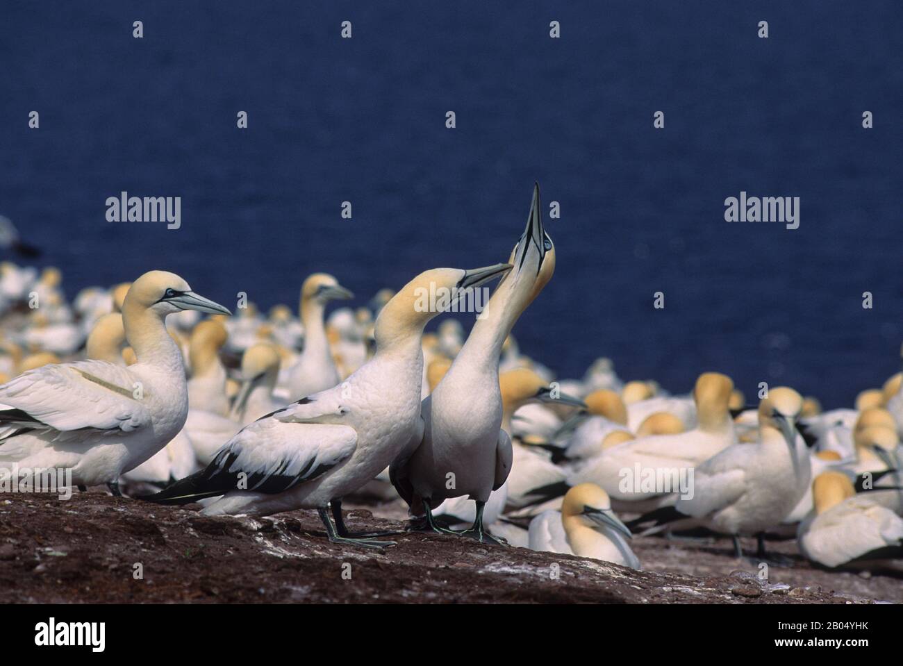 KANADA, QUEBEC, GASPE, INSEL BONAVENTURE, KOLONIE GANNET, GEGENSEITIGE PRÄVENISIERUNG Stockfoto