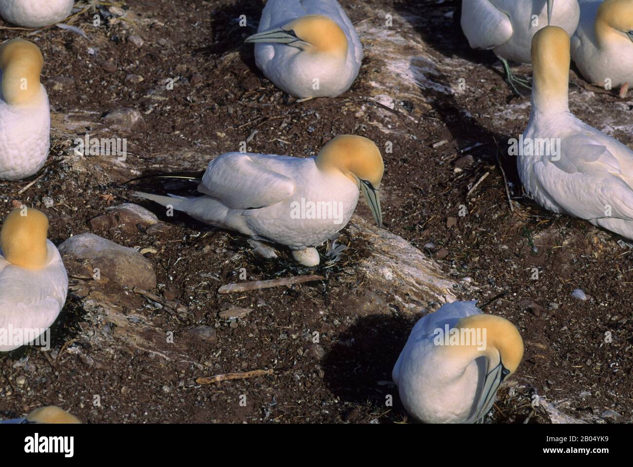 KANADA, QUEBEC, GASPE, INSEL BONAVENTURE, KOLONIE GANNET, VOGEL, DER MIT WEBBETTFÜSSEN BEBRÜTET WIRD Stockfoto