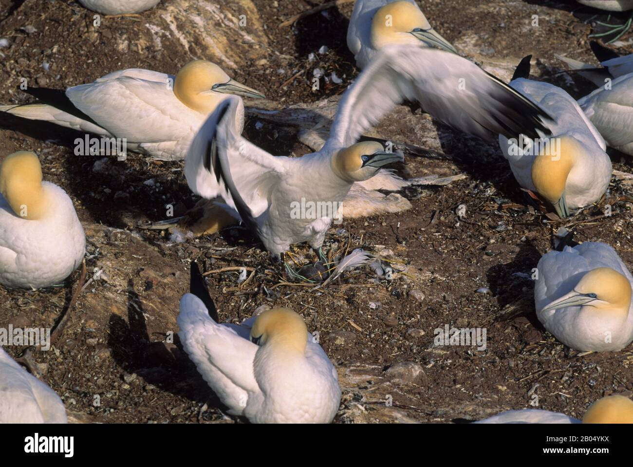 KANADA, QUEBEC, GASPE, INSEL BONAVENTURE, KOLONIE GANNET, VOGEL, DER MIT WEBBETTFÜSSEN BEBRÜTET WIRD Stockfoto