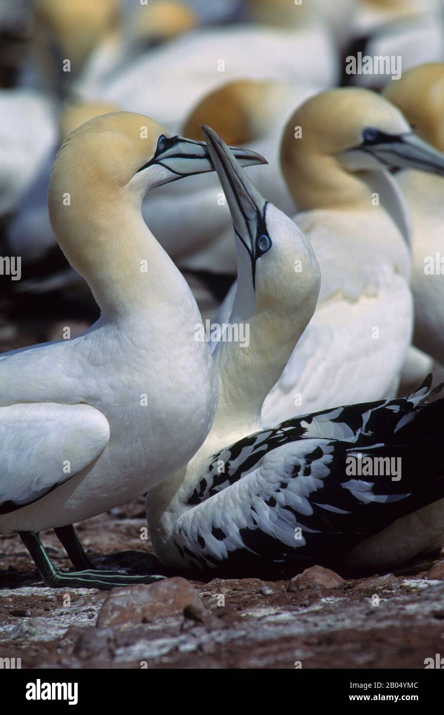 KANADA, QUEBEC, GASPE, INSEL BONAVENTURE, KOLONIE GANNET, PAAR GANNET IN NEST Stockfoto