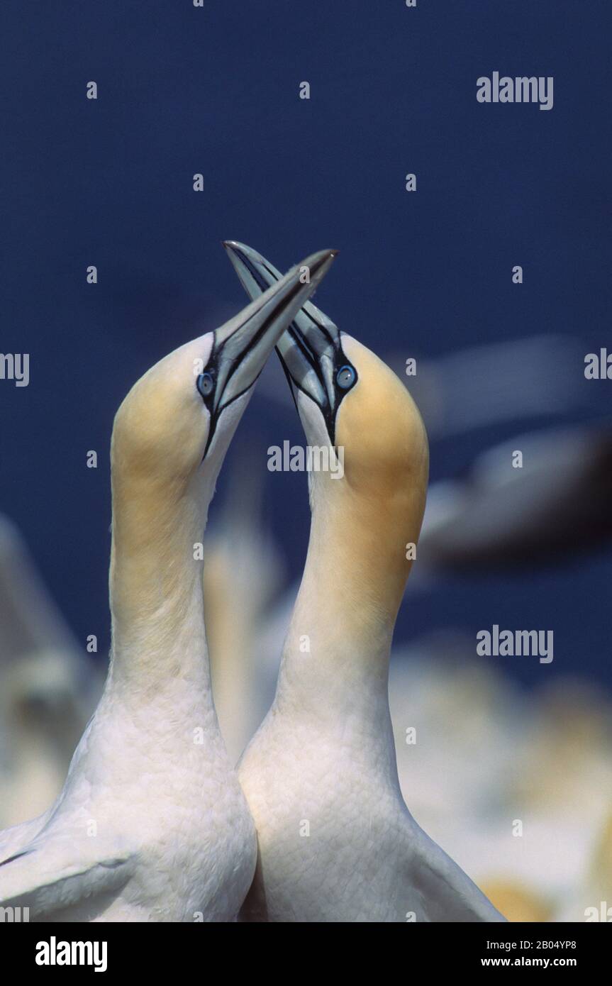 KANADA, QUEBEC, GASPE, INSEL BONAVENTURE, KOLONIE GANNET, GEZÄNKE Stockfoto