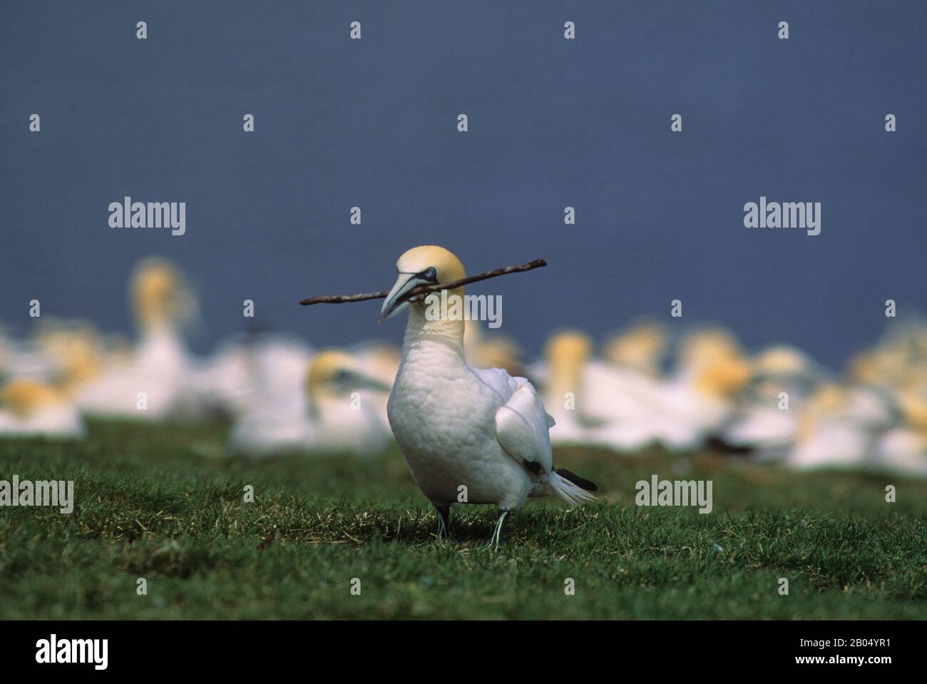 KANADA, QUEBEC, GASPE, INSEL BONAVENTURE, KOLONIE GANNET, VOGEL MIT STOCK Stockfoto