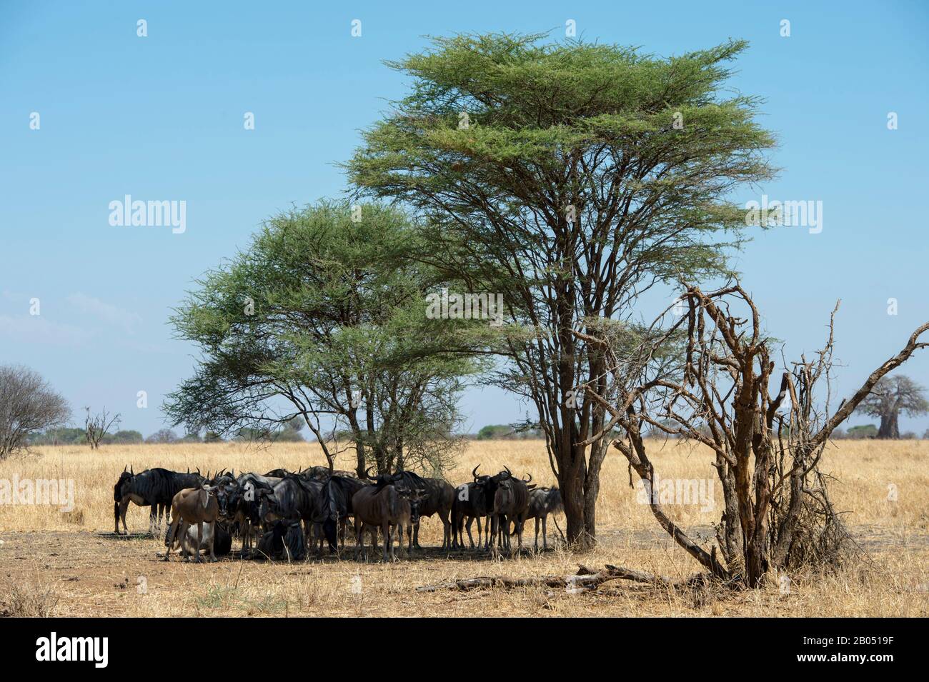 Wildebeests, die während der Hitze des Tages im Tarangire National Park in Tansania, Ostafrika, den Schatten eines Baumes suchen. Stockfoto