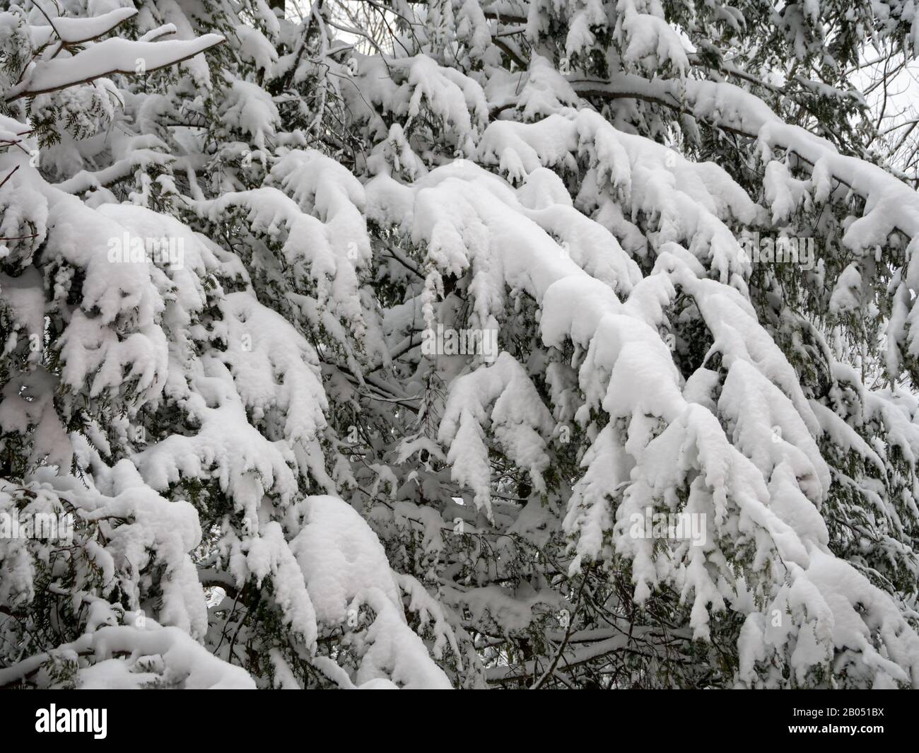 Nahansicht der im Winter schneebedeckten Kiefernzweige Stockfoto