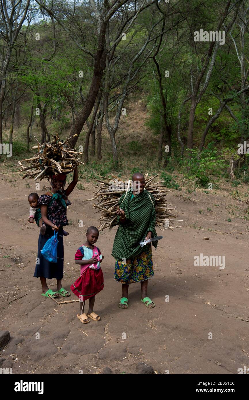Frauen, die Brennholz trugen, sammelten sie im Wald in der Nähe des Manyara-Sees in Tansania. Stockfoto