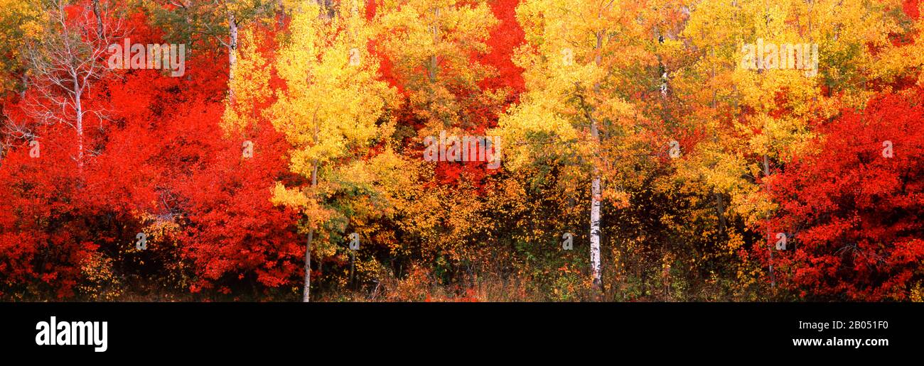 Aspen und Black Hawthorn Trees in einem Wald, Grand Teton National Park, Wyoming, USA Stockfoto