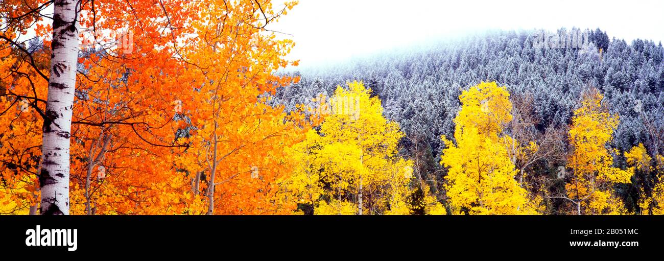 Aspen Trees in einem Wald, Blacktail Butte, Grand Teton National Park, Wyoming, USA Stockfoto
