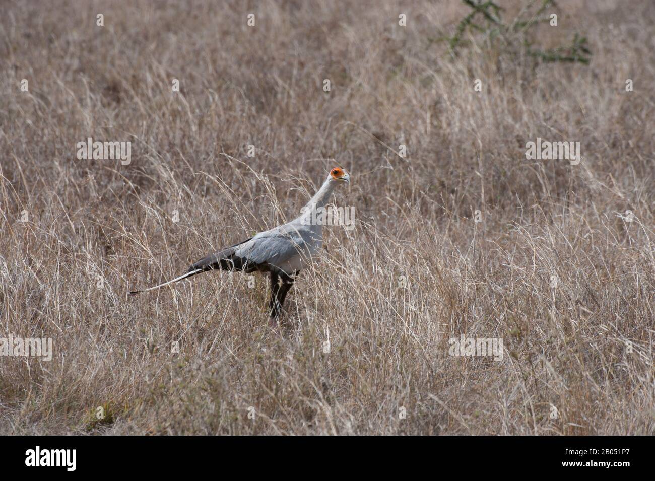 Sekretärsvogel (Sagittarius serpentarius), der auf der Suche nach Nahrung im Serengeti-Nationalpark in Tansania durch Gras läuft. Stockfoto