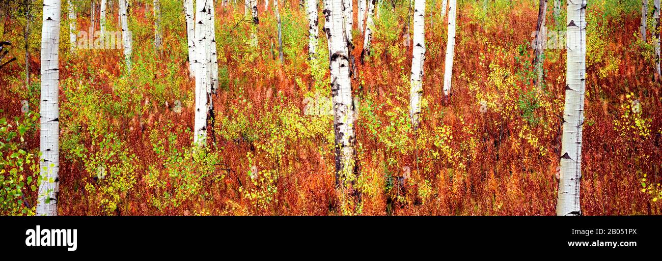 Aspen Bäume in einem Wald, Shadow Mountain, Grand Teton National Park, Wyoming, USA Stockfoto