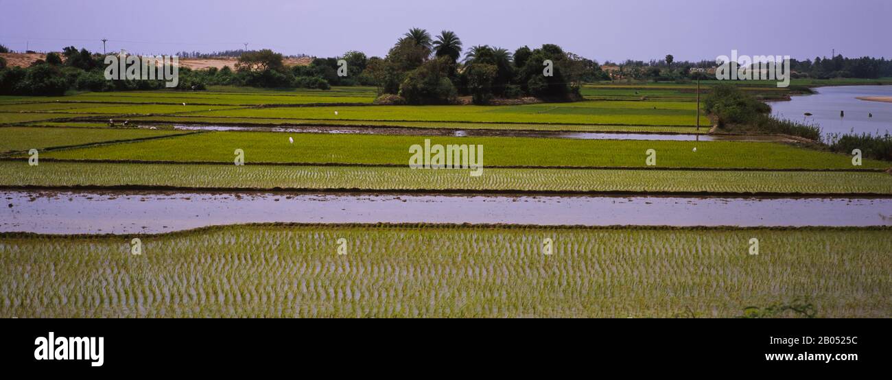 Reisaddy auf einem Feld, Tamil Nadu, Indien Stockfoto