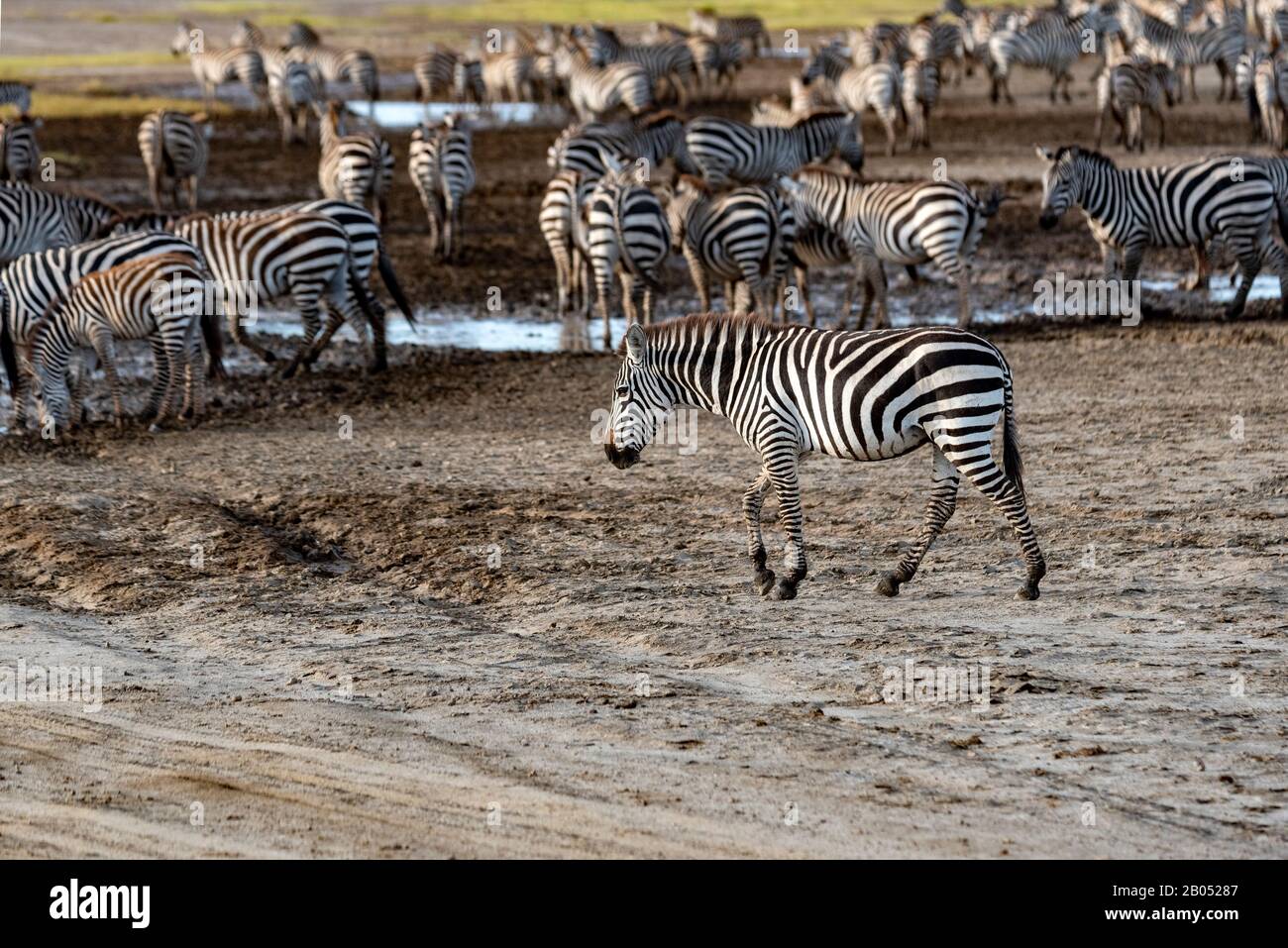 Zebra spazieren unter der Herde am Lake Ndutu Stockfoto
