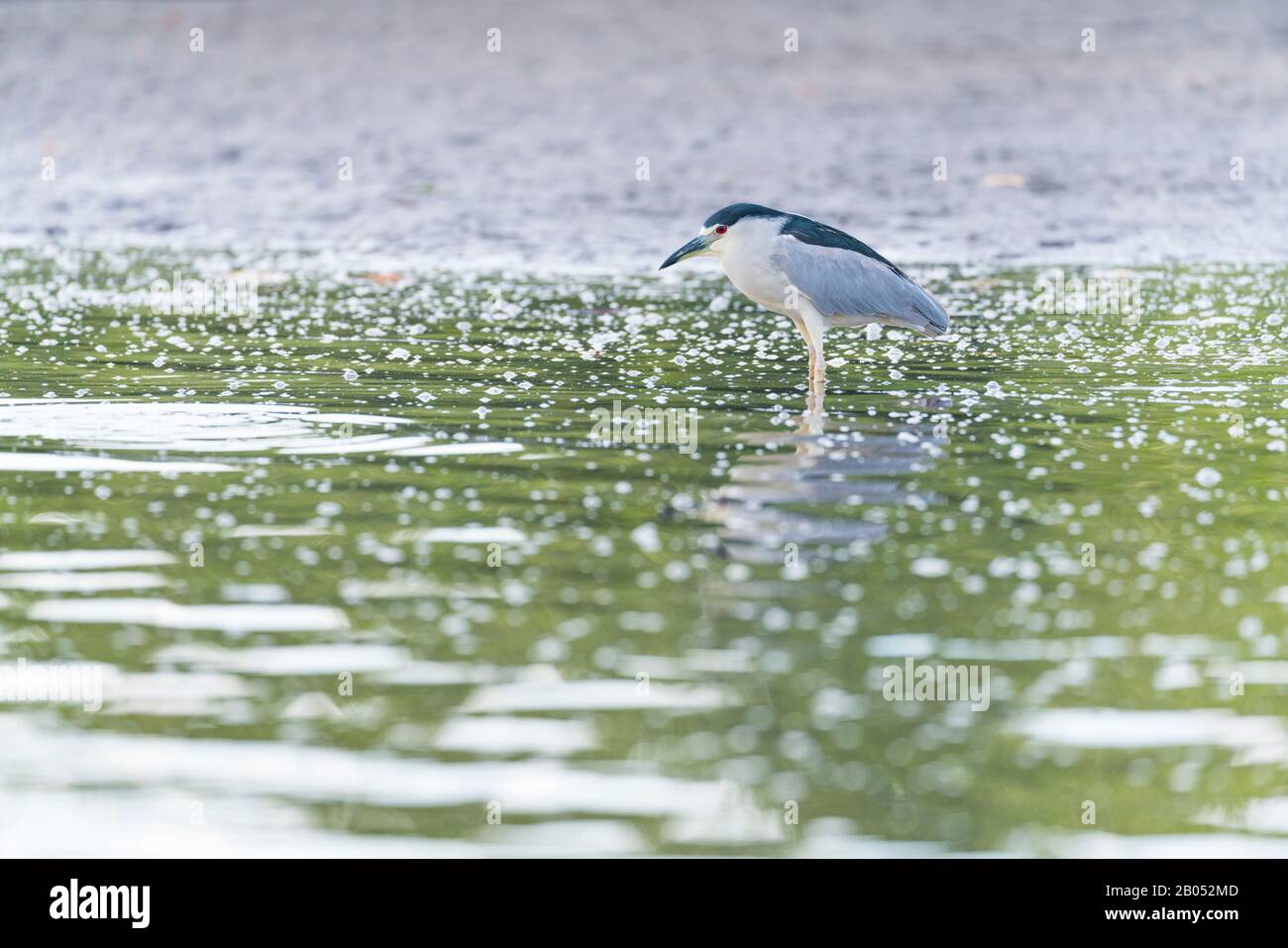 Schwarz bekrönter Nachtreiher (Nycticorax nycticorax), Martinete, La Tovara National Park, Ramsar Site, Wetlands von internationaler Bedeutung, San Blas Tow Stockfoto