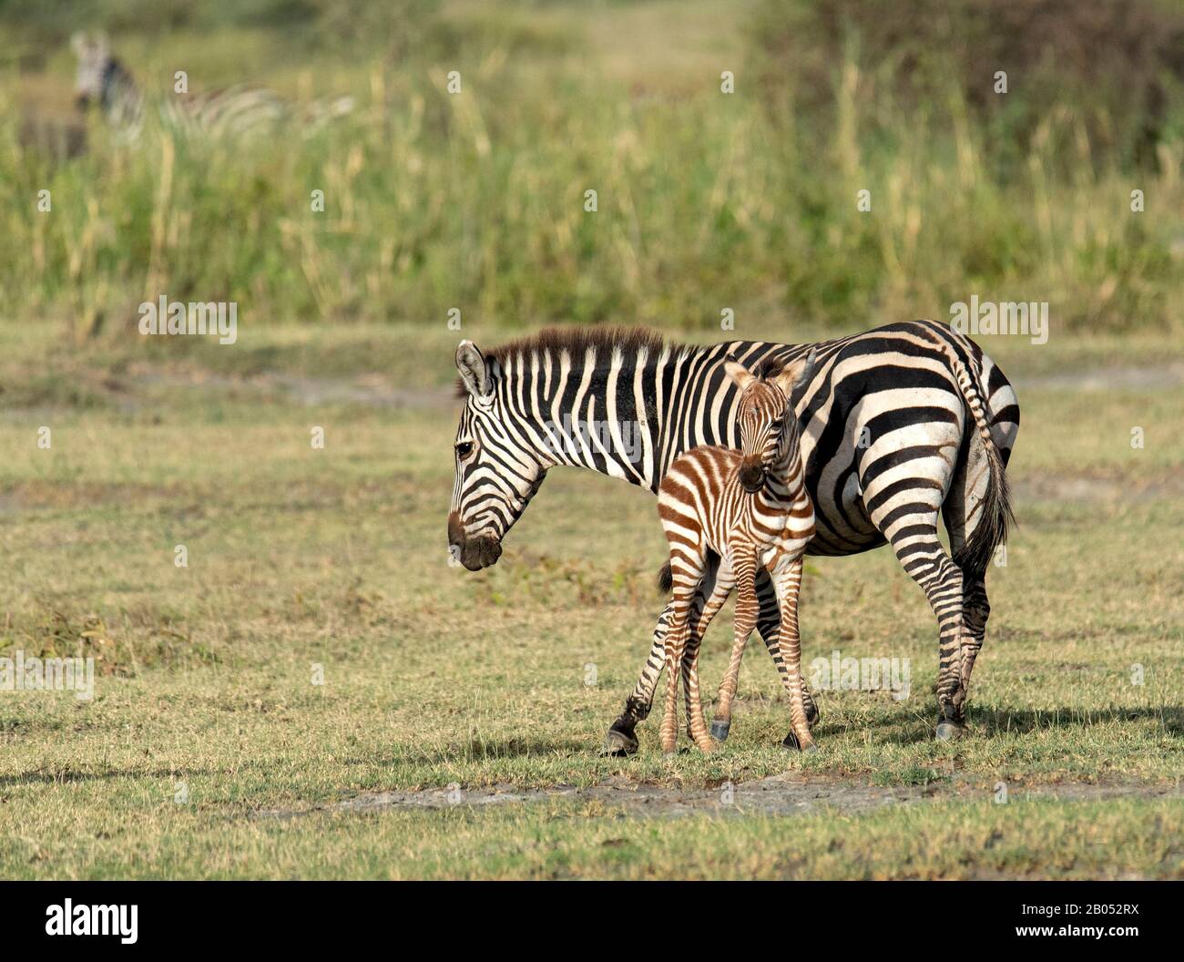 Zebra Mutter und Fohlen am Ndutu See Stockfoto