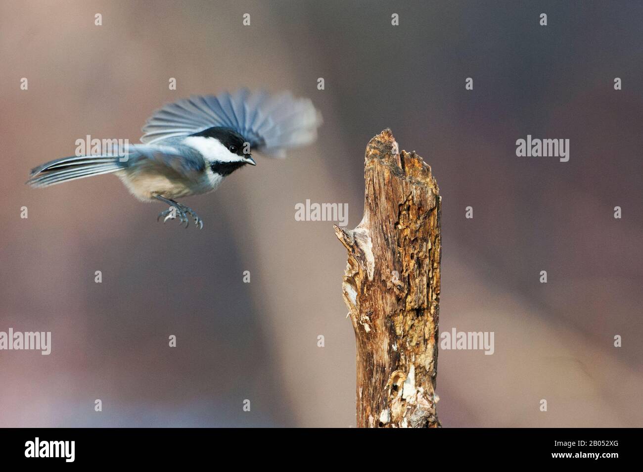 Black-capped chickadee im Flug Stockfoto