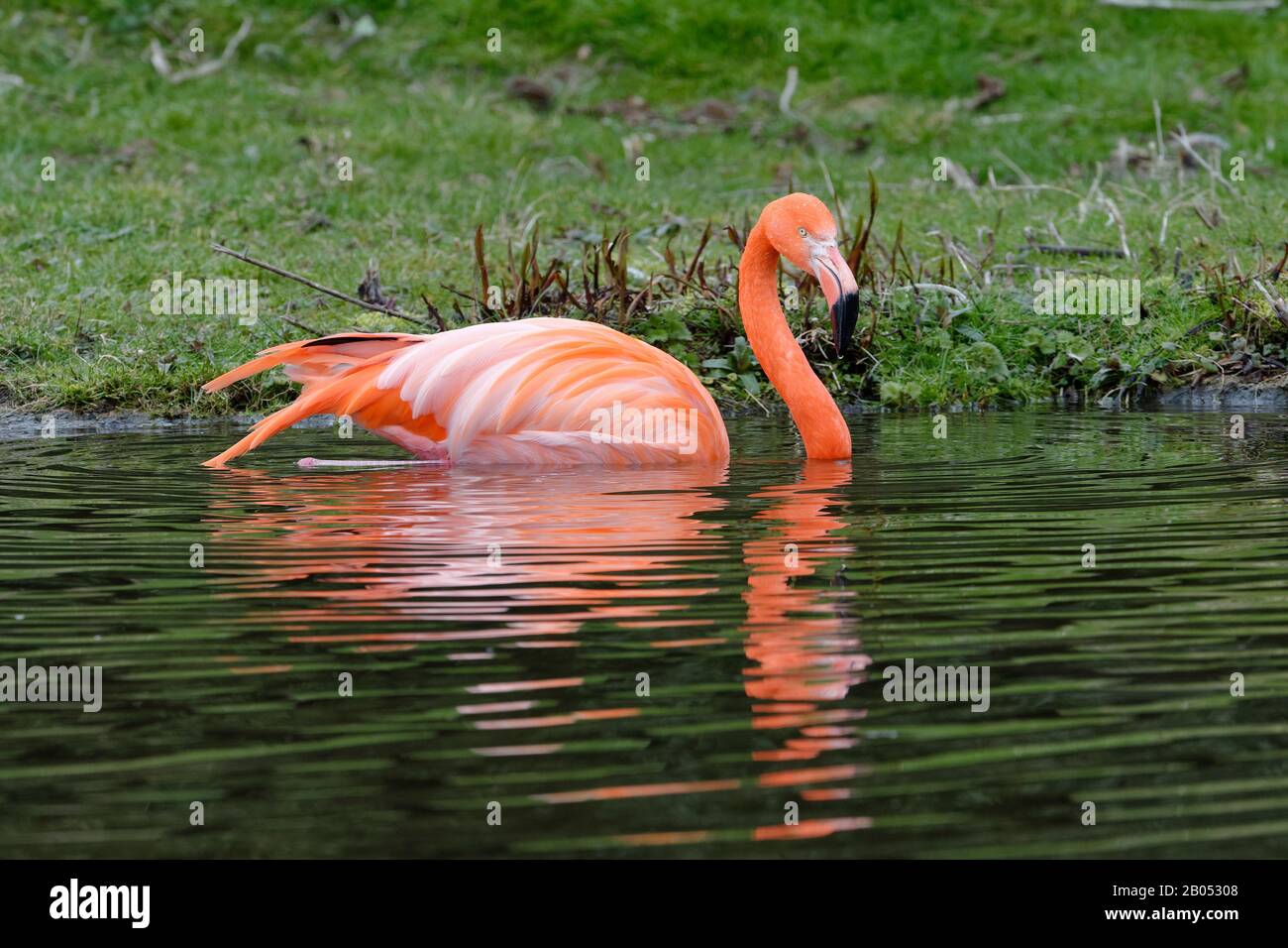 American oder Caribbean Flamingo - Phönicopterus ruber ruber Baden im Wasser Stockfoto