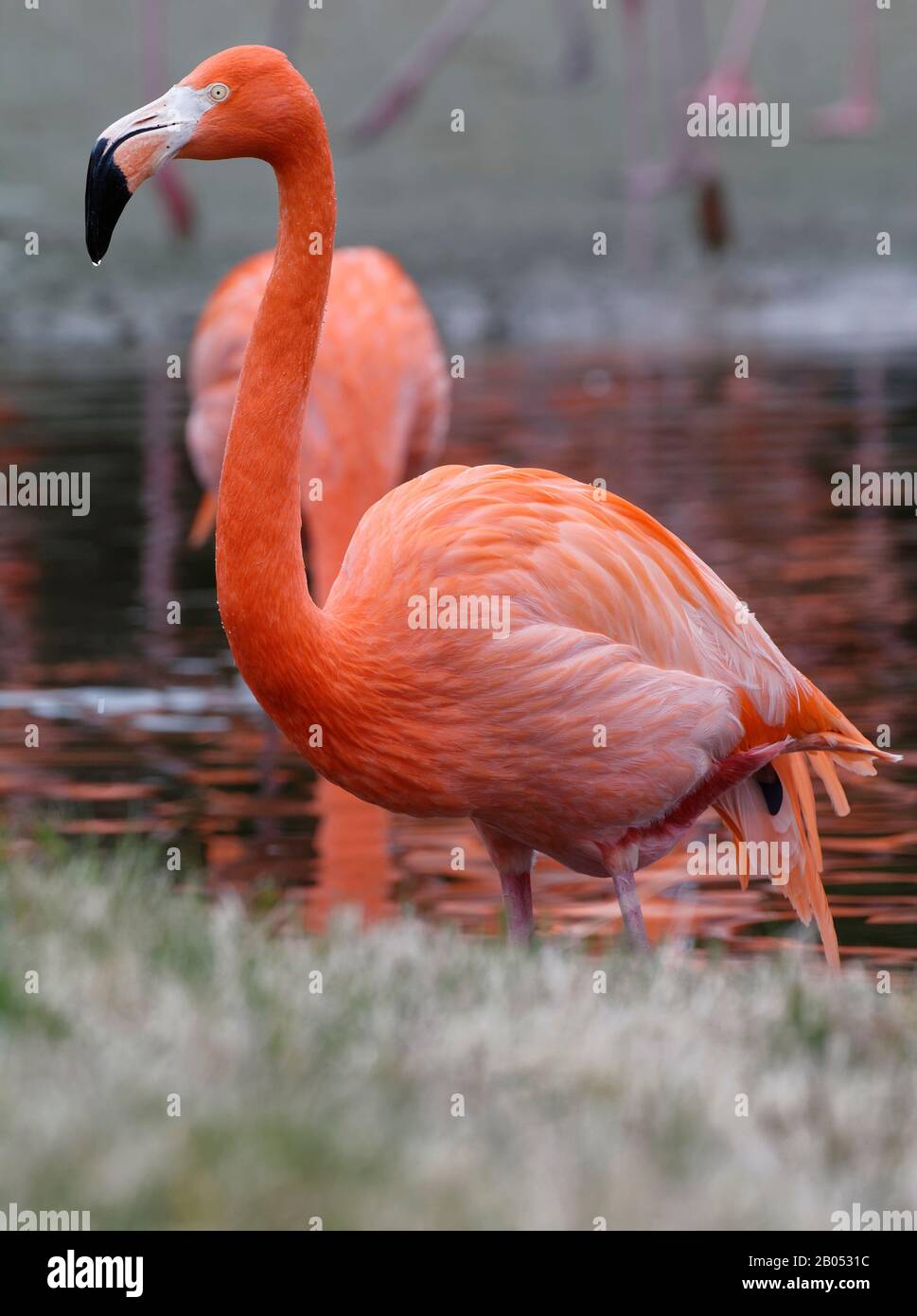American oder Caribbean Flamingo - Phönicopterus ruber ruber Stockfoto
