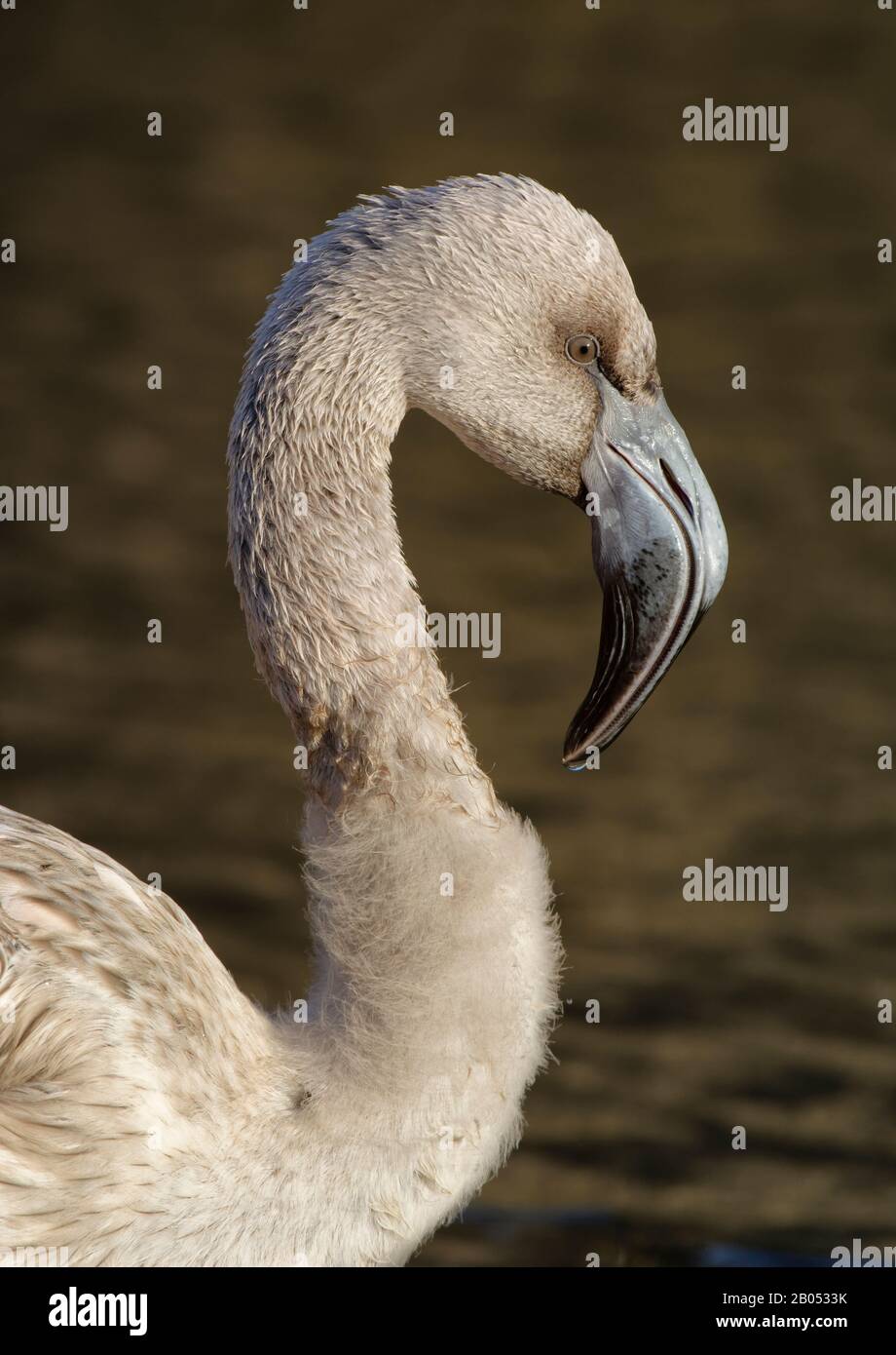 Andenflamingo - Phönicoparrus andinus Juvenile Head Closeup Stockfoto