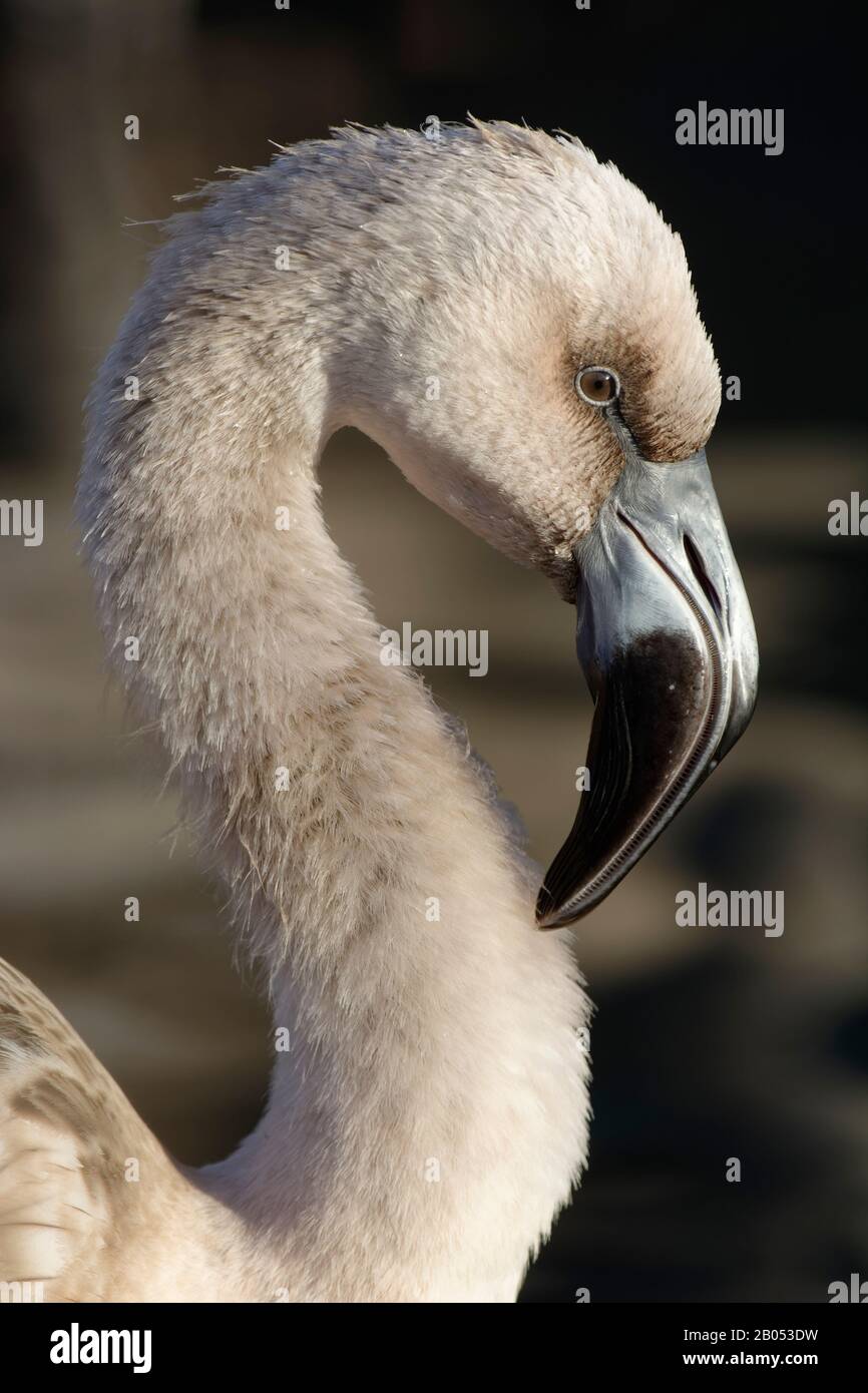 Andenflamingo - Phönicoparrus andinus Juvenile Head Closeup Stockfoto