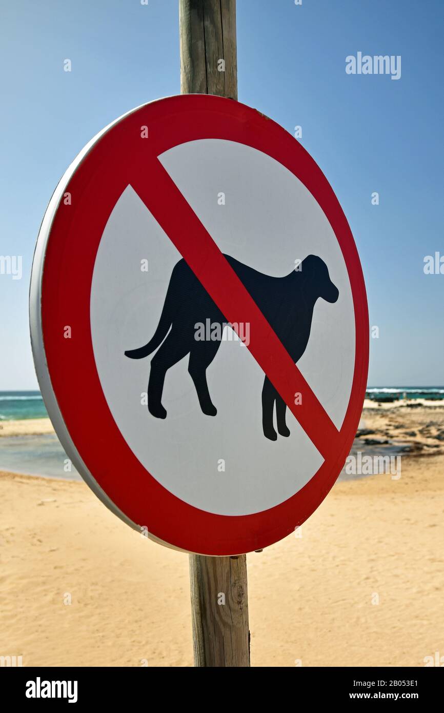 Rundschreiben, keine Hunde erlaubt, mit verschwommenem Strandhintergrund. Das Schild hat ein Hundesymbol mit roter diagonaler Linie. Stockfoto