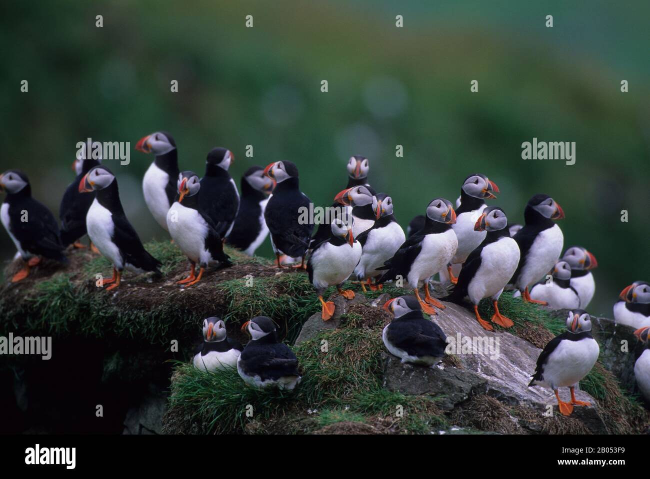 Atlantische Puffins (Fratercula arctica), auch als gewöhnliches Puffin bezeichnet, an ihren Neststandorten auf Mykines-Insel auf den Färöern Stockfoto