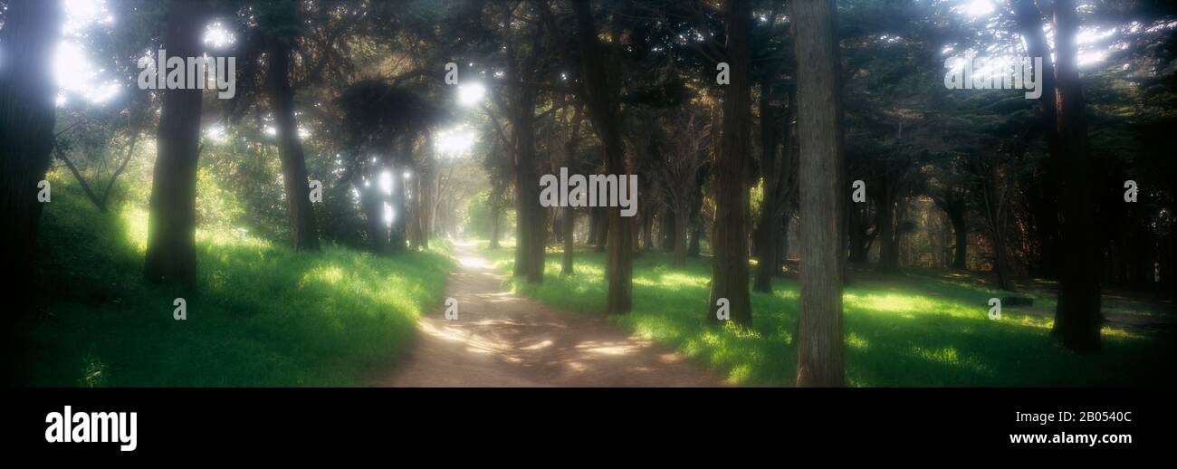 Fußweg durch einen Park, Das Presidio, San Francisco, Kalifornien, USA Stockfoto